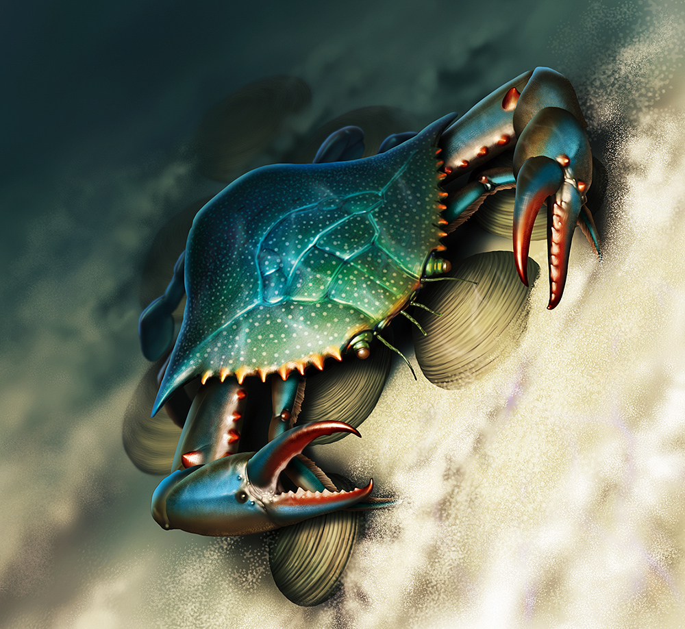 Illustration of a Blue Claw Crab on top of a cluster of clams