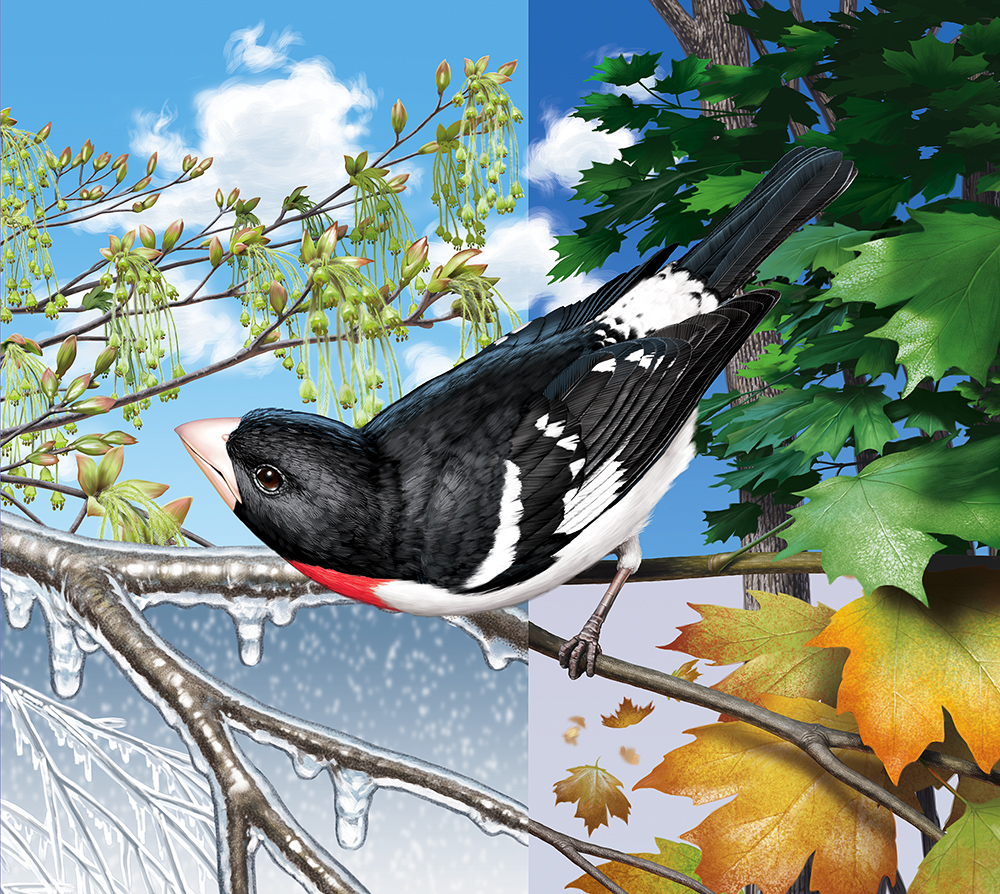 Rose-Breasted Grosbeak, in setting divided into quarters showing winter, spring, summer, fall seasons.