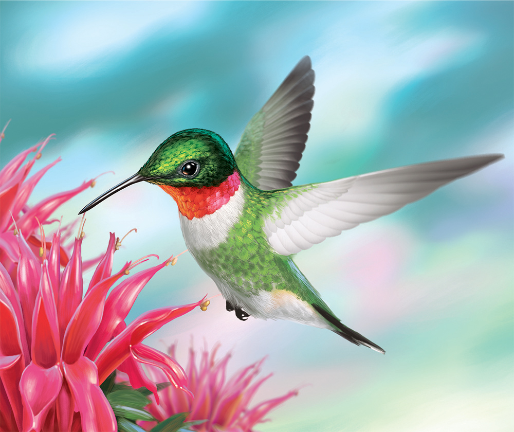 Illustration of a Ruby-Throated Hummingbird.