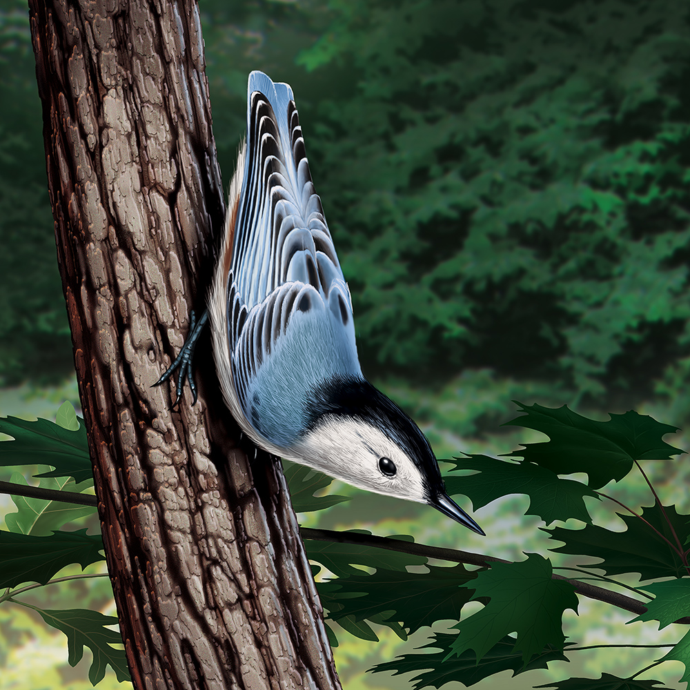 Illustration of a nuthatch clinging to a tree trunk