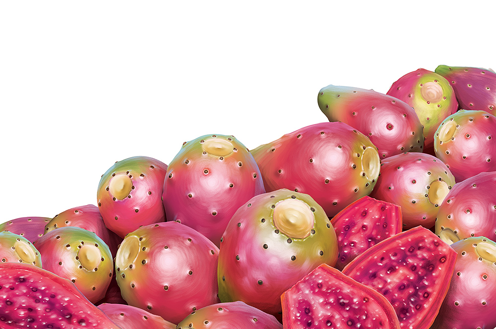 Illustration of a pile of prickly pear fruit.