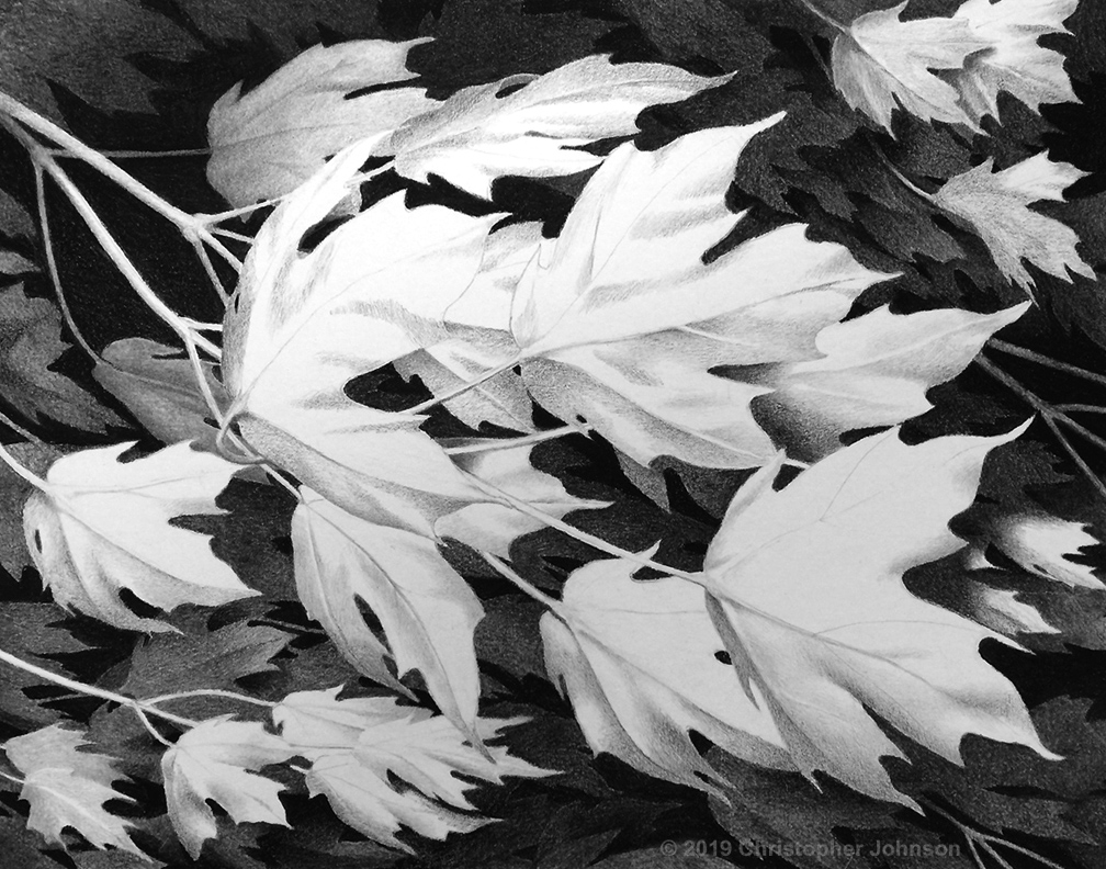 Charcoal and graphite drawing of maple leaves and branches in a breeze. Artwork by Christopher Johnson.